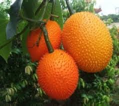 Gac Fruit from Vietnam